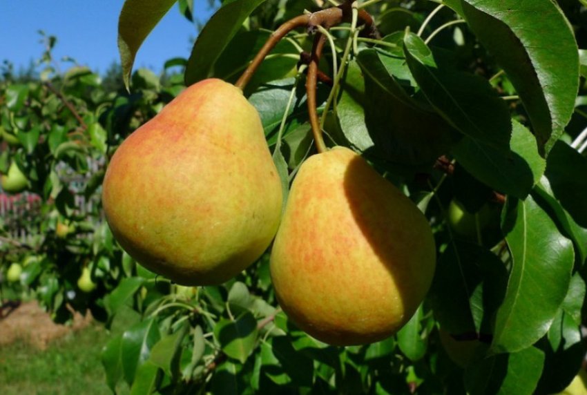 Груша сорту Кафедральна