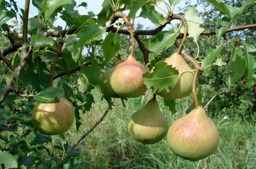 Груша Пам[1]яті Яковлєва можна тільки навесні. Молоде деревце слід висадити в грунт відразу ж після покупки