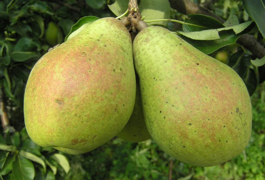 Груша сорту Пам[1]являються після зняття з дерева і зберігання в кімнатних умовах протягом 7-14 днів