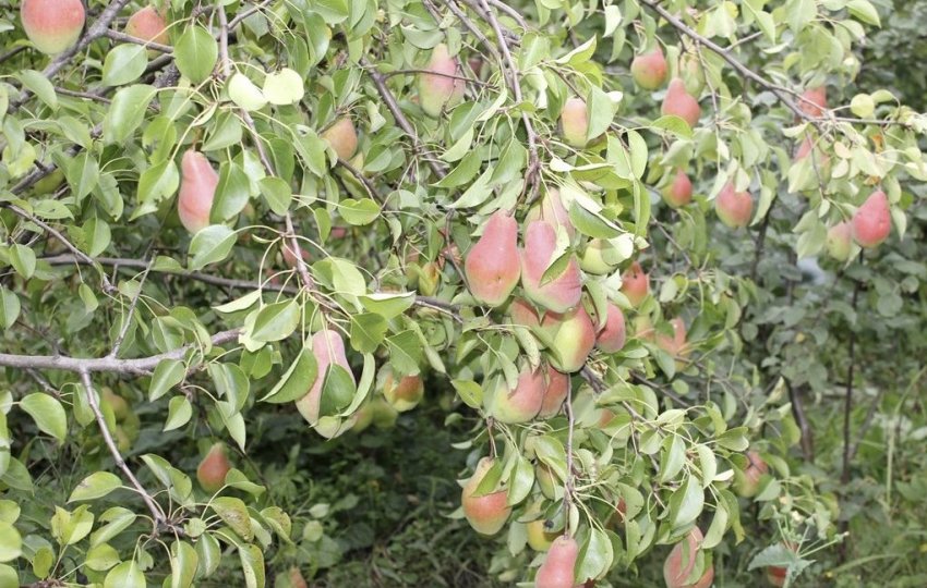 Груша Яковлевская