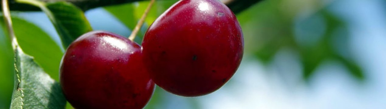 Особливості посадки і догляду за вишнею Брусницына