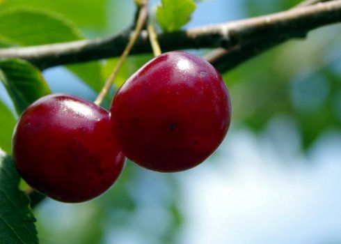 Особливості посадки і догляду за вишнею Брусницына