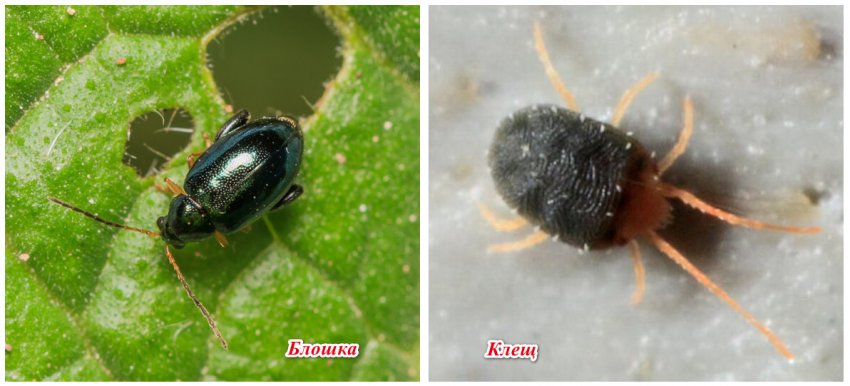 Шкідники вишні