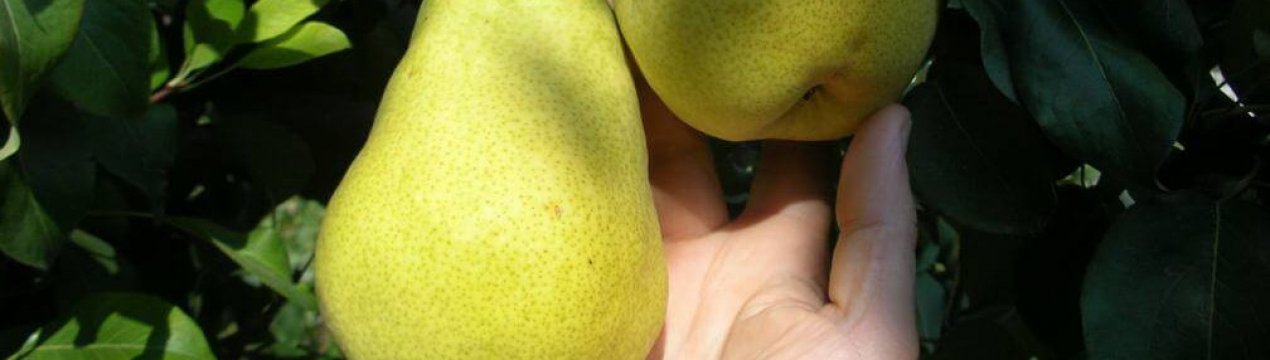 Вирощування і догляд за колоновидної грушею Медова