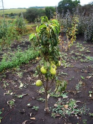 Вибір місця для посадки