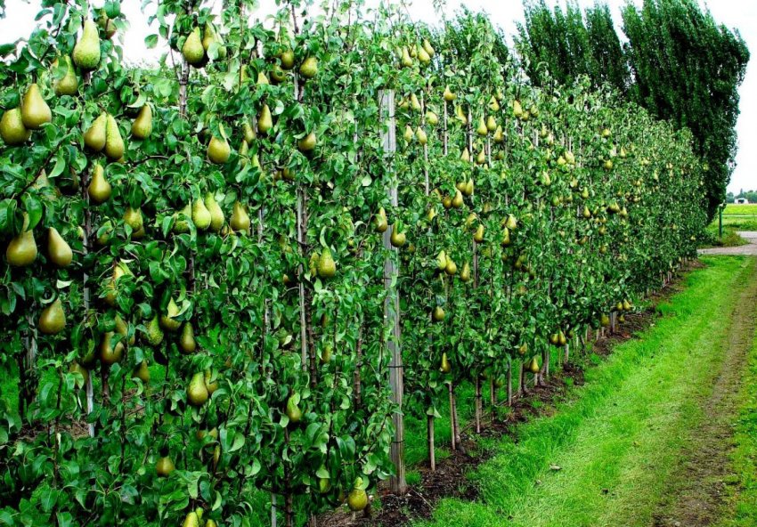 Вирощування груш в середній смузі Росії