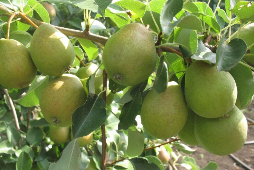 Груша Башкирська Річна