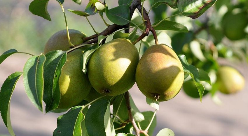 Груша Вісниця