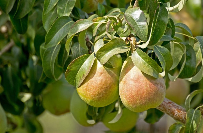 Груша Дитяча