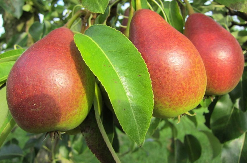 Гурт Ізольда