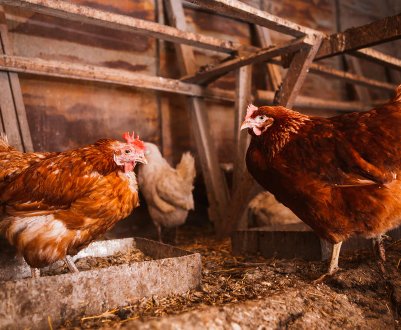 Яка температура повинна бути в курнику взимку і влітку?