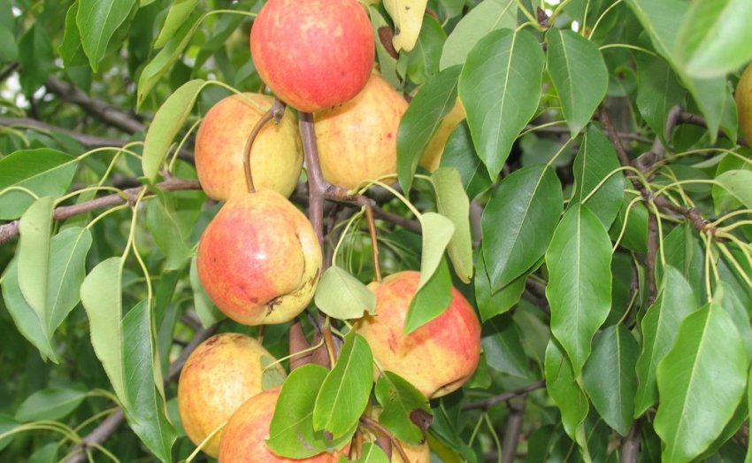 Груша Кафедральна