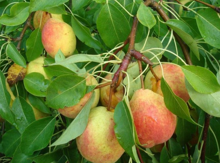 Груша Академічна 4-112