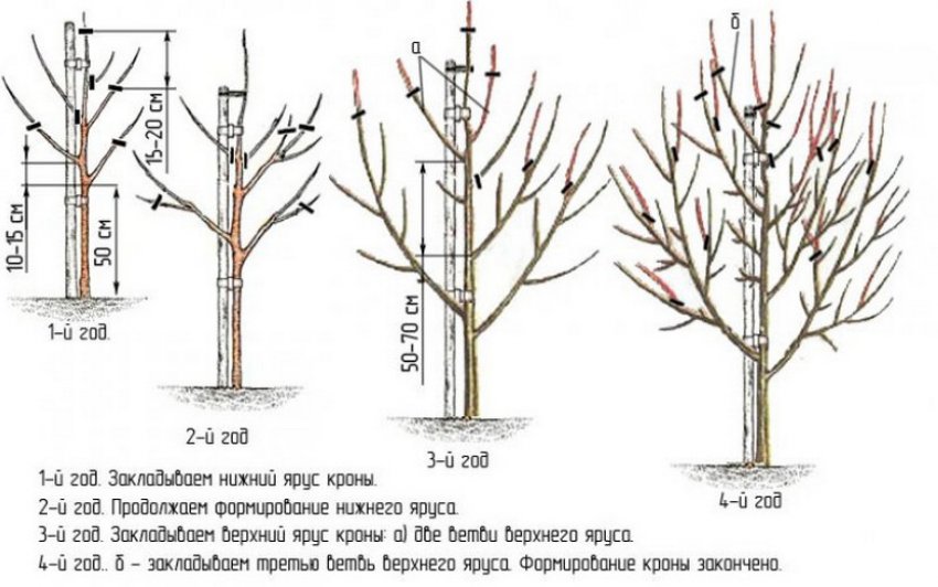 Формування колоновидної груші