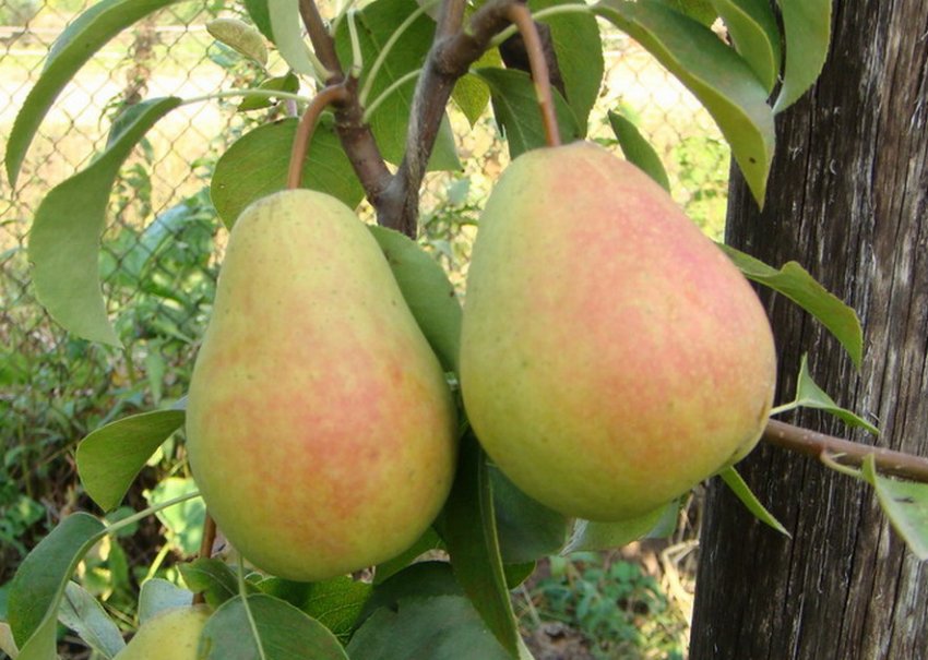 Груша Башкирська Осіння