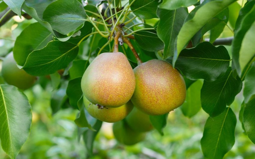 Груша Бергамот Московський