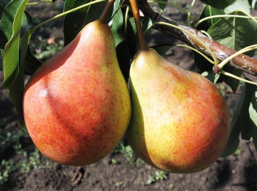 Груша Бере Московська