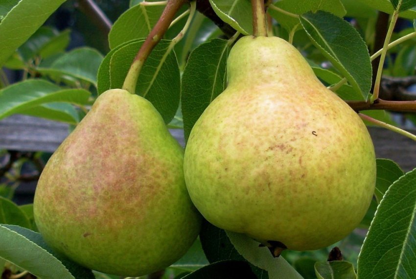 Груша Вірна