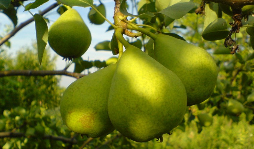 Груша Есенинская