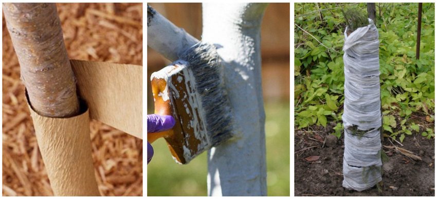 Підготовка до зимівлі