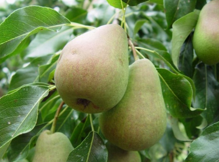 Грушка Красуня Черненко