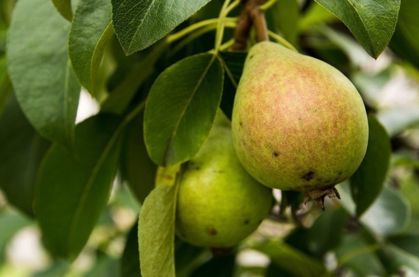 Груша Білоруська пізня