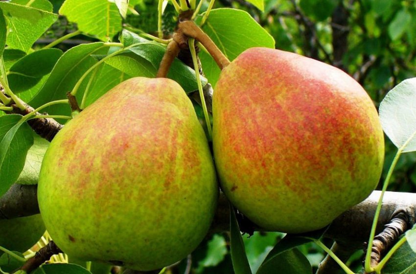 Груша Вікова