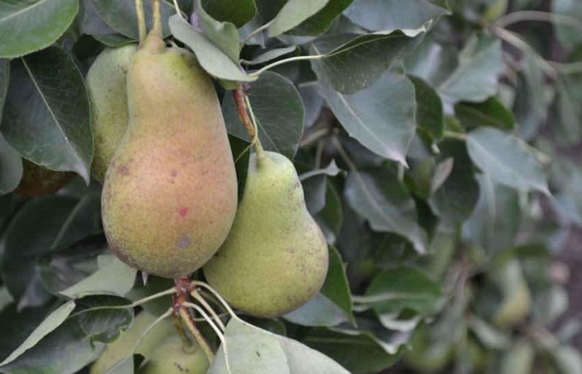 Груша Чудесница
