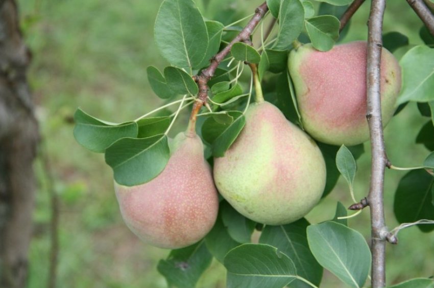 Груша Січнева