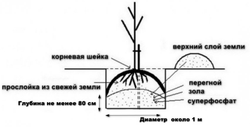 Схема посадки саджанці груші