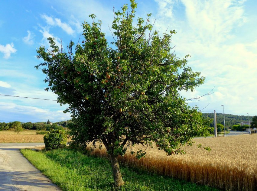 Грушеве дерево