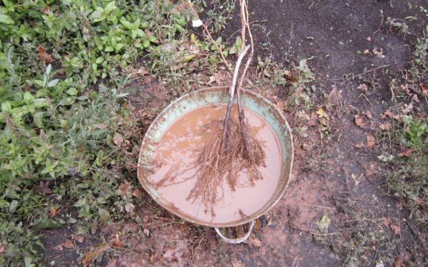 Саджанець яблуні в глиняного говорунці Саджанець яблуні в глиняного говорунці