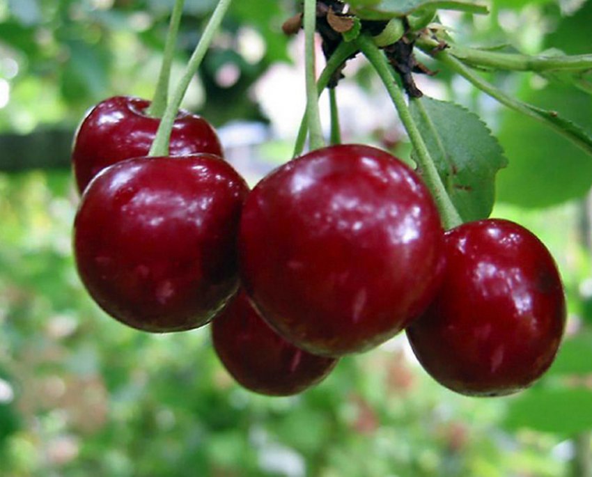 Вишня Богатырка Вишня Богатырка