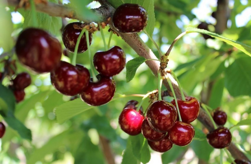 Вишня Чудо-вишня Вишня Чудо-вишня