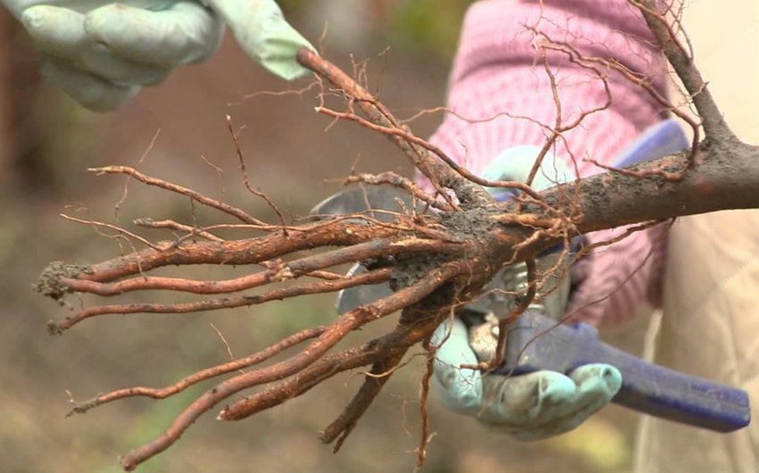 Саджанець вишні Саджанець вишні