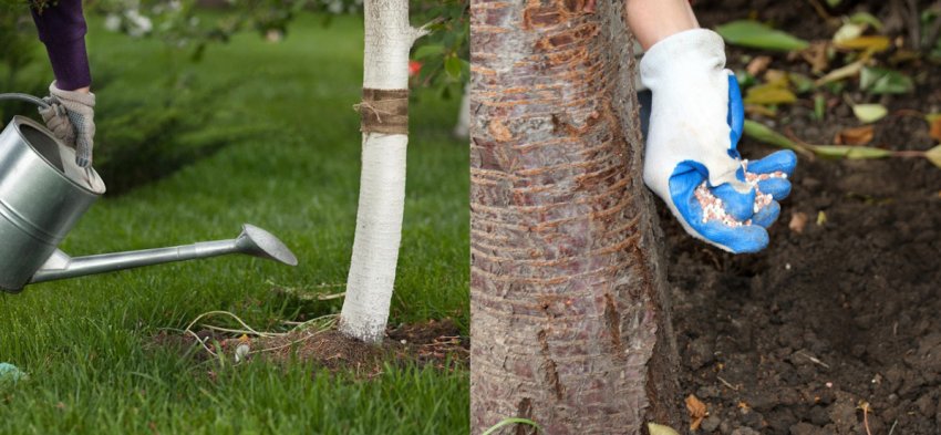 Полив і підгодівля вишні Полив і підгодівля вишні