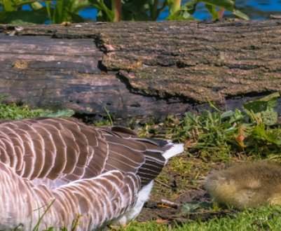 Скільки живуть гуси в домашніх і диких умовах