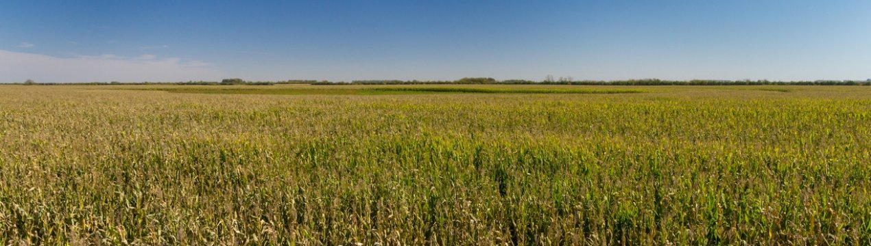 Завдяки опадам в Аргентині дан сприятливий прогноз урожаю сої