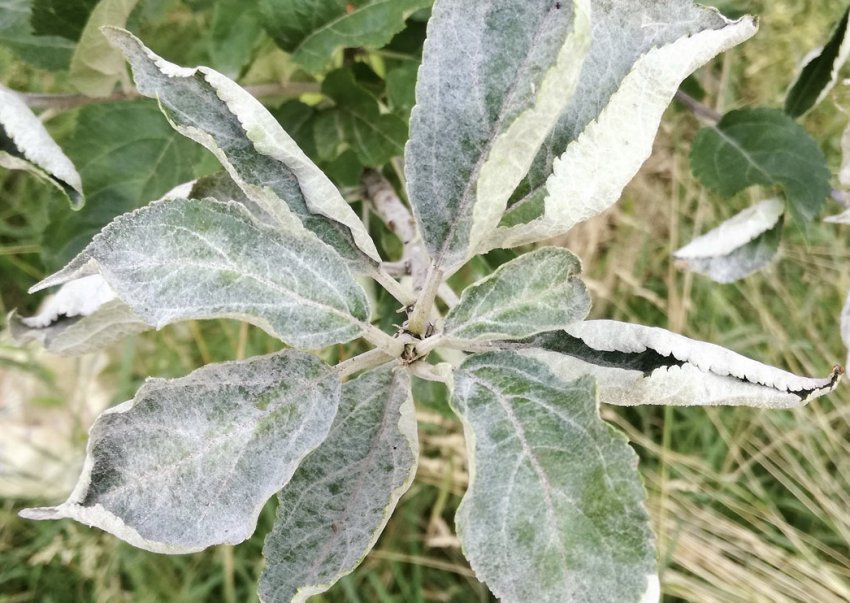 Борошниста роса яблуні Борошниста роса яблуні