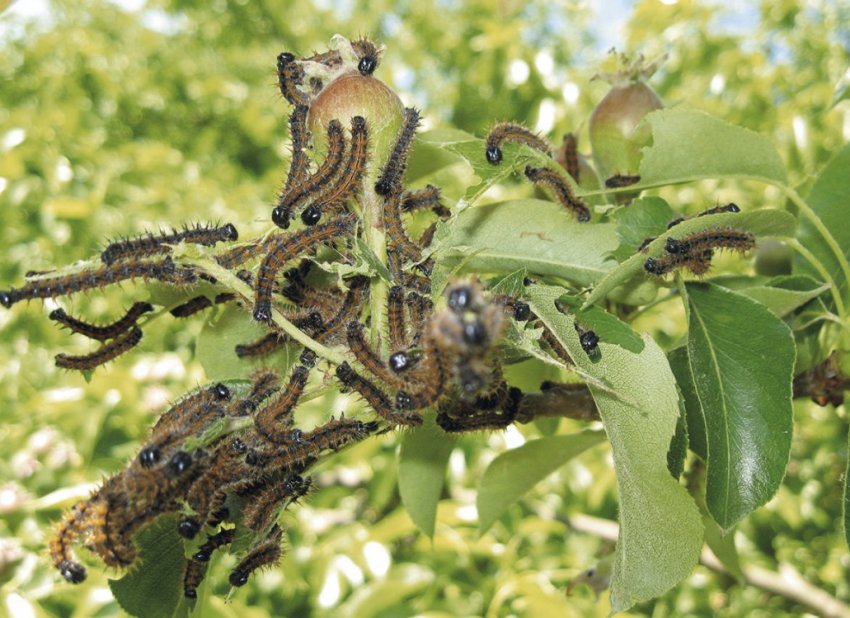 Гусениці бояришніци на яблуні Гусениці бояришніци на яблуні