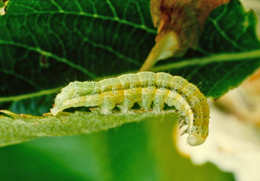 Гусениця зимової п'ядуна Гусениця зимової п'ядуна