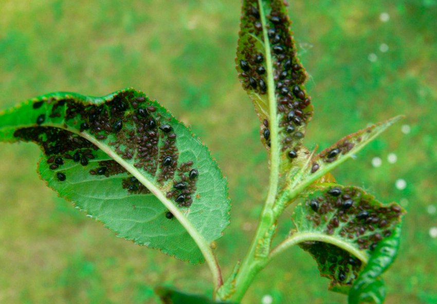 Колонії попелиці на листках яблуні Колонії попелиці на листках яблуні