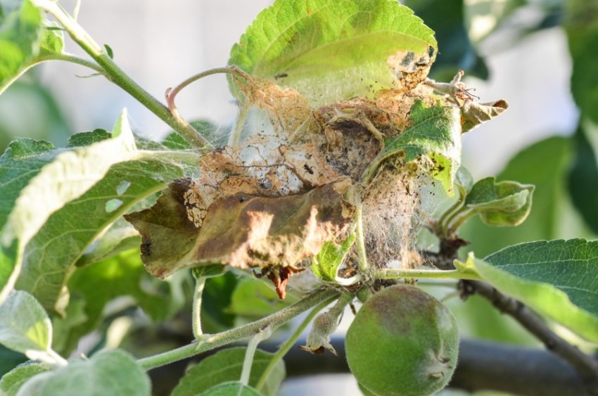 Кліщ на яблуні Кліщ на яблуні