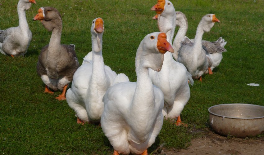 Скільки живуть гуси