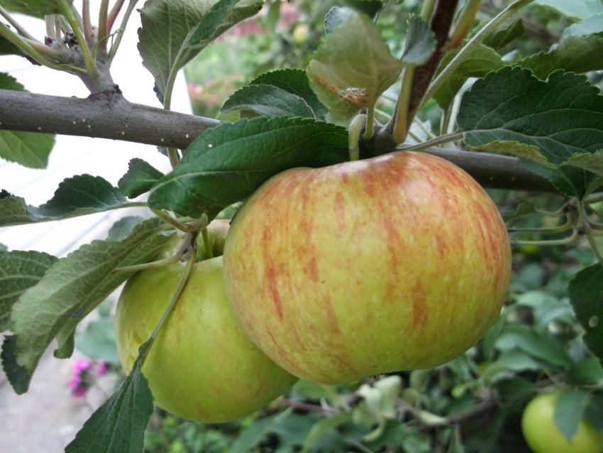 Яблука Бризки Шампанського Яблука Бризки Шампанського