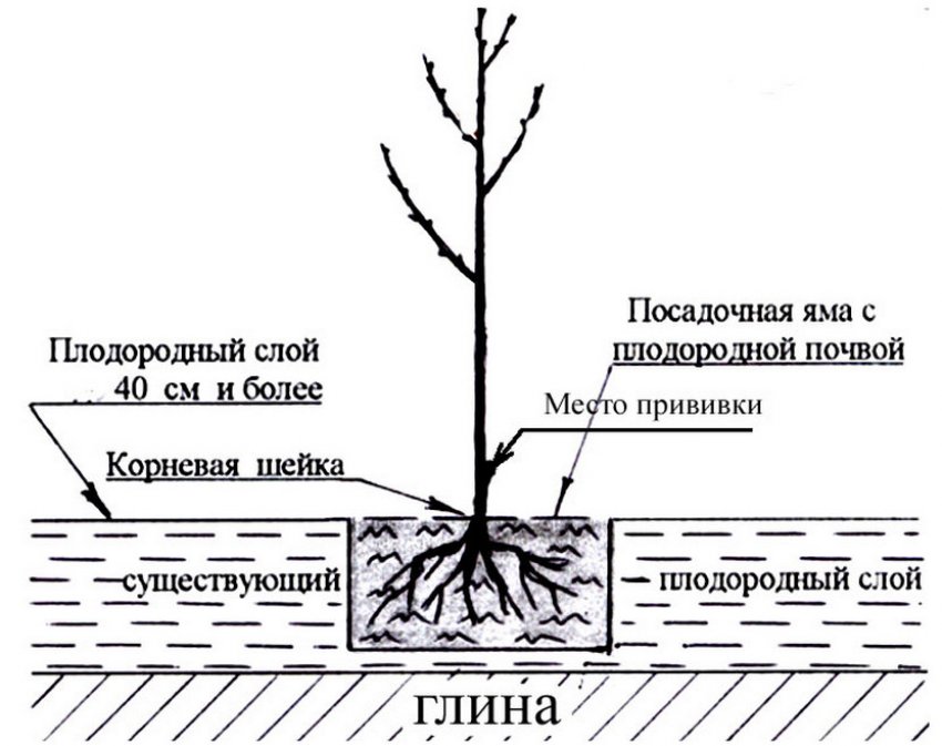Схема посадки саджанця вишні Схема посадки саджанця вишні