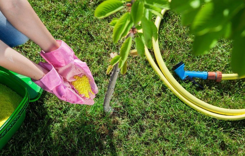 Підживлення і поливання вишні Підживлення і поливання вишні