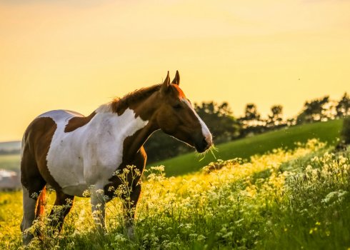 Скільки живуть коні - від чого залежить тривалість життя і як визначити вік
