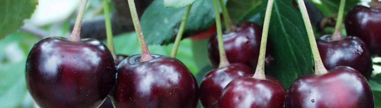 Сорт вишні Морозівка: характеристика, секрети вирощування