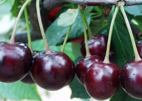 Сорт вишні Морозівка: характеристика, секрети вирощування